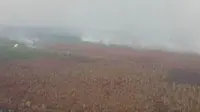 Kebakaran lahan gambut di Kalimantan Tengah pada 15 Agustus 2019. (Dok Badan Nasional Penanggulangan Bencana/BNPB)