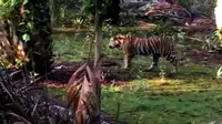 Harimau Sumatera berkeliaran di perkebunan dan permukiman warga Simpang Kanan, Desa Tanjung Simpang, Kecamatan Pelangiran, Kabupaten Indragiri Hilir, Riau. (Foto: Istimewa/Liputan6.com/M Syukur)