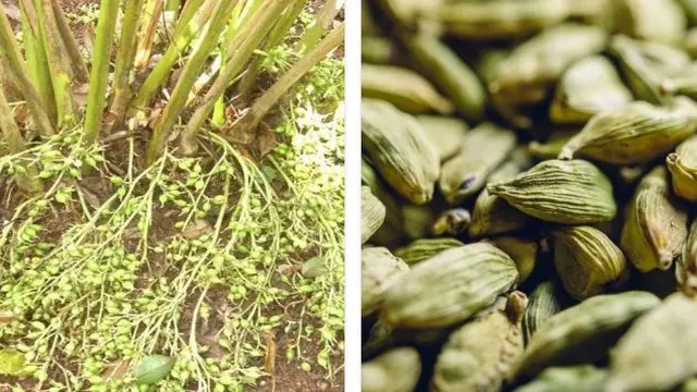 7 Bumbu Dapur Termahal, Ada yang Seharga Rp 84 Juta per Kilogram