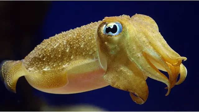 Courtesy lookatthatfkcuttlefish