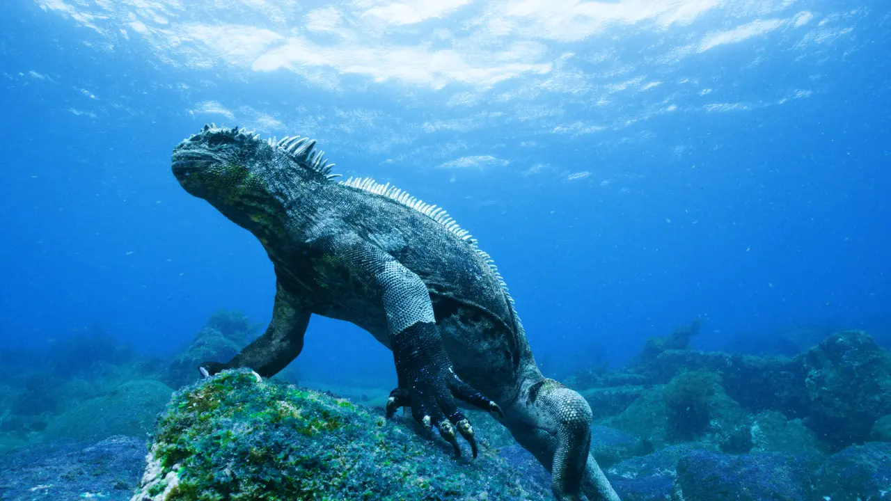 Sosoknya Tertangkap Kamera, 'Godzilla' Hidup di Samudra Pasifik?