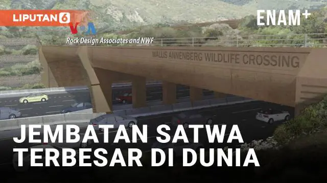 Negara bagian California mengumumkan rencana pembukaan jembatan satwa terbesar di dunia, Wallis Annenberg Wildlife Crossing, tepat di luar Los Angeles. Jembatan satwa ini akan memberikan jalur aman bagi satwa liar untuk menyeberangi jalan raya dengan...