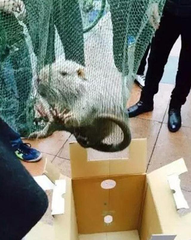 Tikus raksasa ditemukan di China | Photo: Copyright mirror.co.uk 