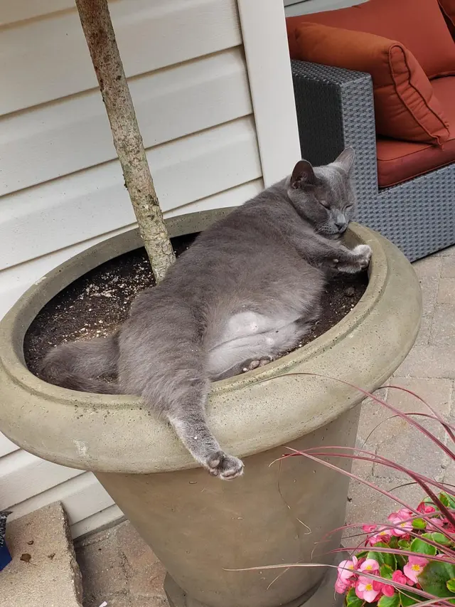 8 Potret Lucu Kucing Tidur Tidur di Dalam Pot Ini Posenya Menggemaskan