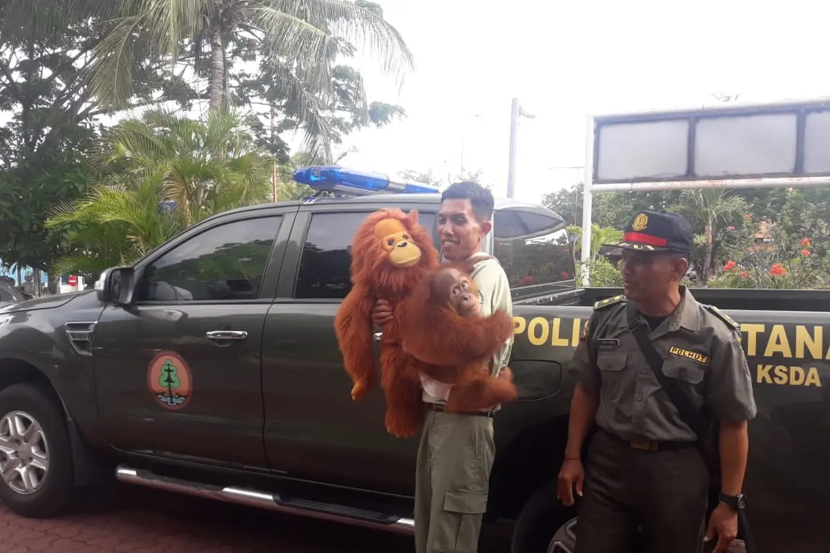 Bonbon Bayi Orang Utan Langka Dipulangkan ke Asalnya