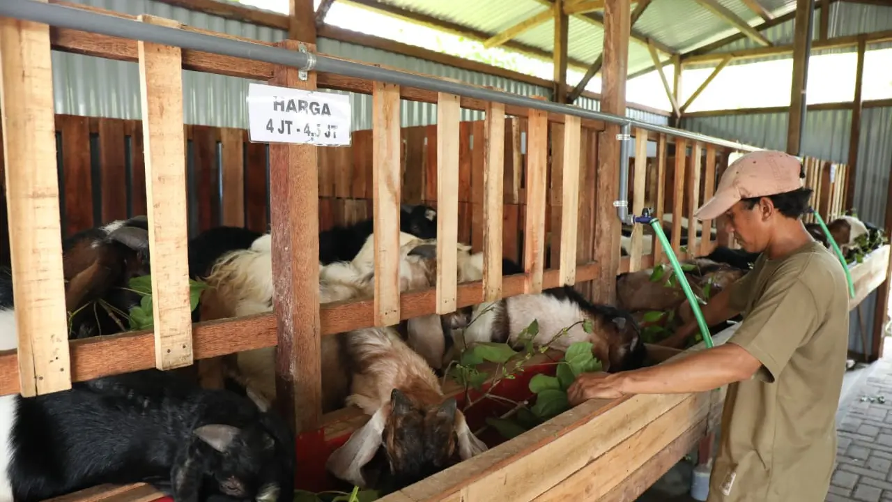 Mamat alias Ismail,  memberi nama usaha ternaknya Candi Farm Minimarket Kambing dan Domba (Dian Kurniawan/Liputan6.com)