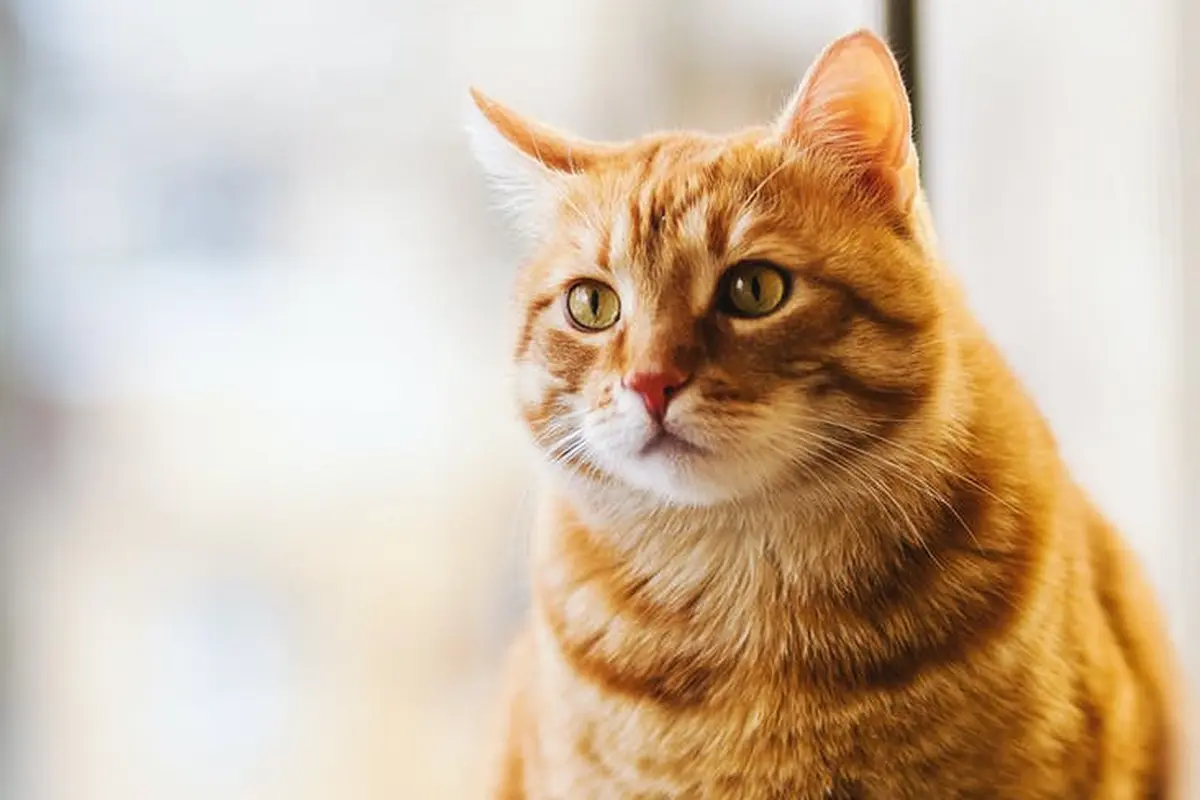 Arti Mimpi Kucing