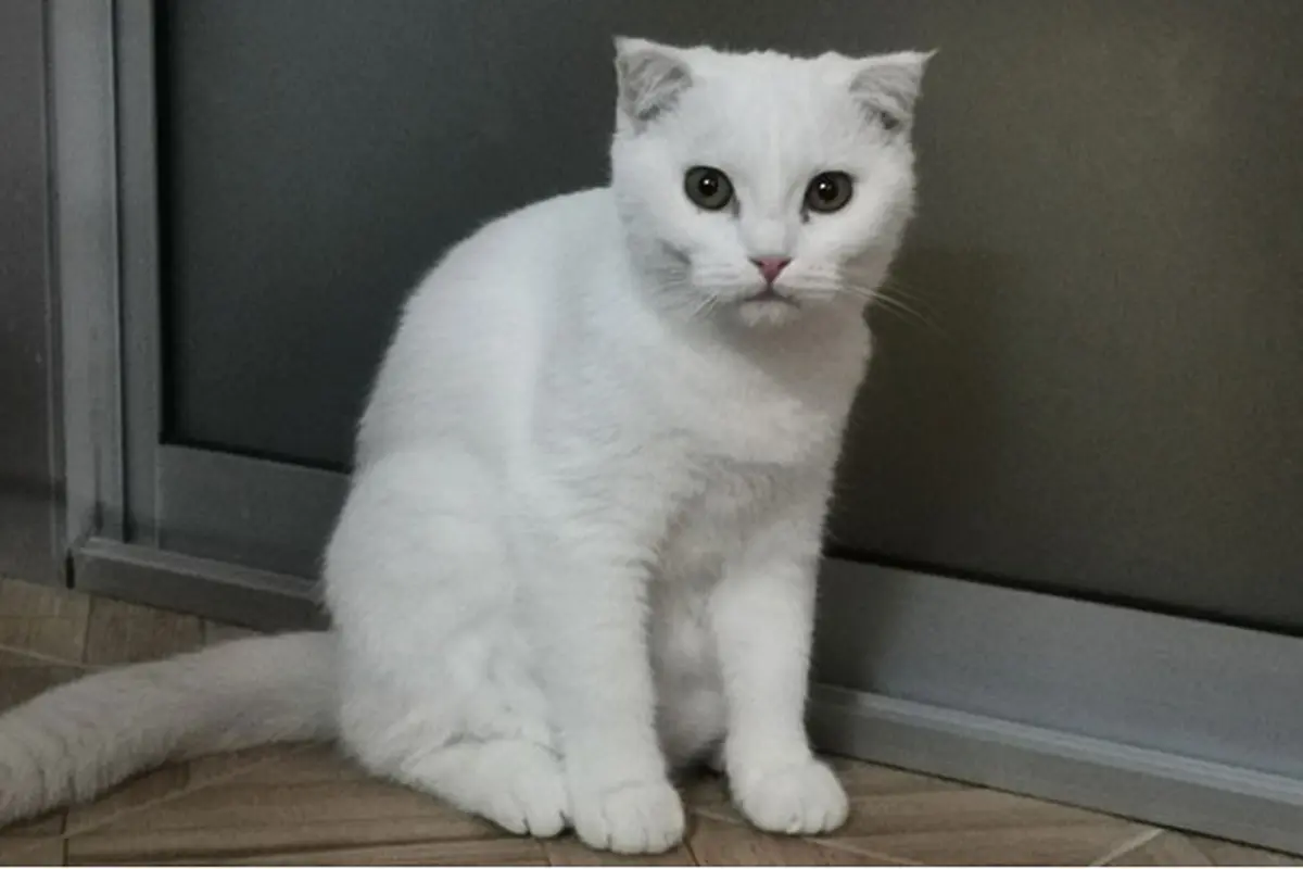 Berita Trending Kucing
