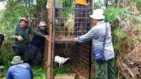 Petugas memasang kandang jebak dipasang umpan kambing untuk mengevakuasi harimau sumatra di Desa Teluk Lanus, Kabupaten Siak. (Liputan6.com/Dok BBKSDA Riau)