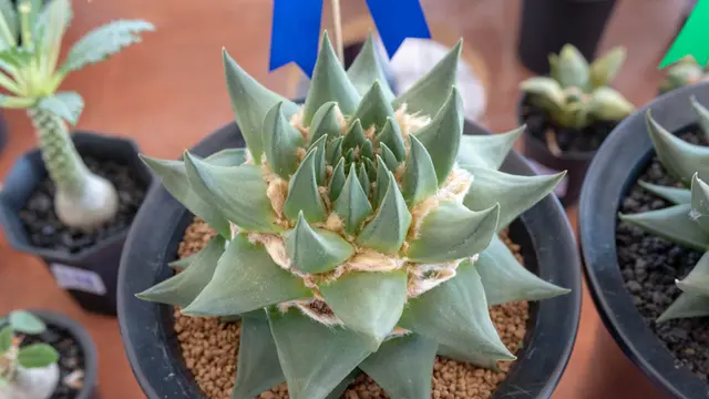 ilustrasi jenis kaktus mini untuk menghiasi kamar tidur/YuenSiuTien/shutterstock