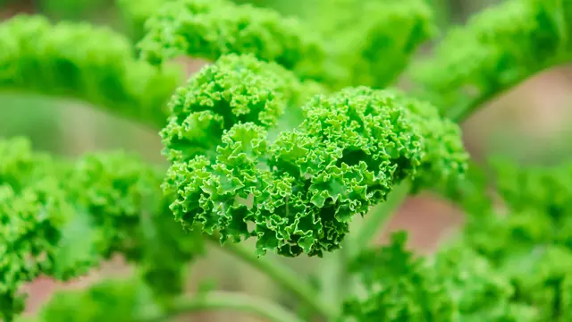 Kale, Sayuran Tahan Banting untuk Iklim Sejuk