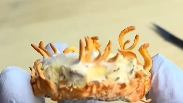 Manfaat Kesehatan Cordyceps