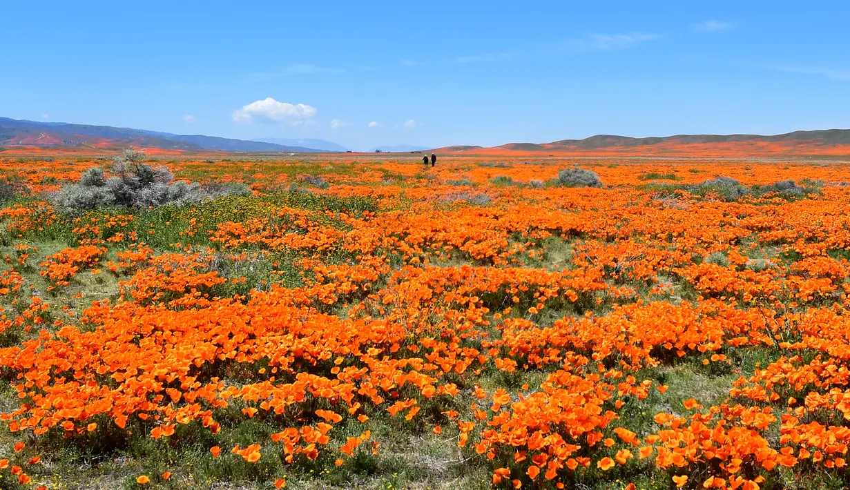 Pasangan berjalan-jalan di ladang poppy dekat Antelope Valley California Poppy Reserve saat berlangsungnya mekar musim semi tahunan di Lancaster, California, 16 April 2020. Mekarnya poppy tahun ini disiarkan secara langsung lantaran penutupan ladang akibat pandemi Covid-19. (Frederic J. BROWN/AFP)