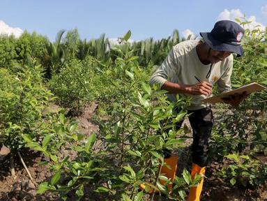 Anggota Lembaga Pengelola Hutan Desa Sungsang empat melakukan pencatatan pertumbuhan pohon mangrove (Rhizophora mucronata) di Desa Sungsang IV, Kecamatan Banyuasin II, Banyuasin, Sumatera Selatan, Selasa (27/5/2025). (Liputan6.com/Herman Zakharia)
