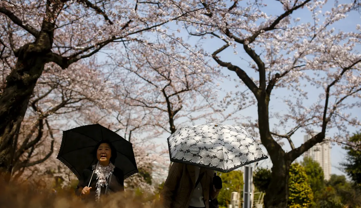 Pengunjung memakai payung saat berjalan di bawah pohon sakura di Aoyama Cemetery Tokyo, Jumat (1/4).  Bunga Sakura merupakan satu keunggulan Jepang, penduduk Jepang mengkhususkan hari untuk menikmati Bunga Sakura yang mekar sempurna (REUTERS/Thomas Peter)