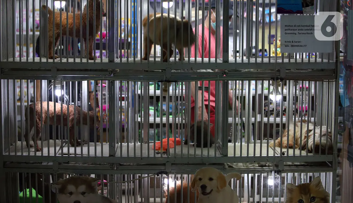 Sejumlah anjing terlihat dalam kandang di salah satu toko hewan peliharaan di Jakarta, Kamis (29/10/2020). Sejumlah toko hewan peliharaan sepi pelanggan akibat DKI Jakarta masih memberlakukan PSBB transisi untuk memutus penyebaran COVID-19. (merdeka.com/Imam Buhori)