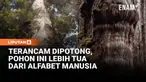 Pohon purba Alerce ini lebih tua dari alfabet tertua yang pernah dikenal manusia. Pohon ini telah berdiri di hutan hujan lembap ini selama lebih dari 5.000 tahun, dan dikenal dengan nama "Gran Abuelo" atau "Sang Kakek Buyut".