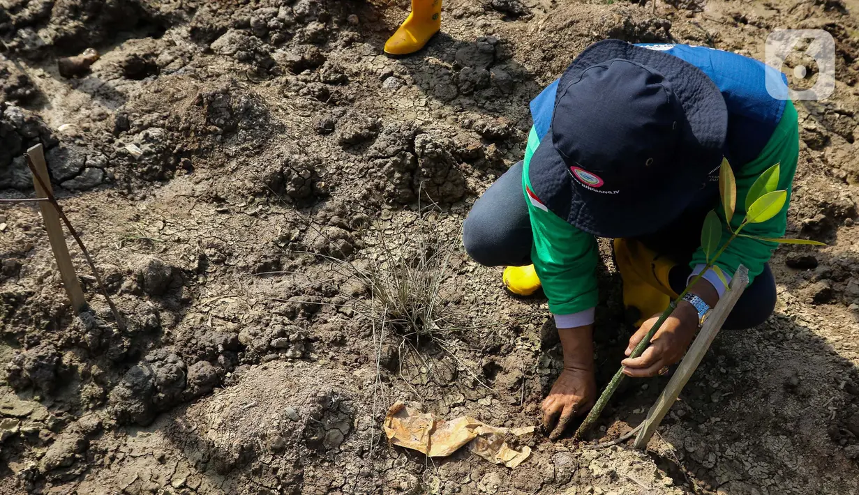 Hal tersebut dikarenakan hutan mangrove, di samping menjadi penahan abrasi, juga mempunyai daya serap karbon lima kali lipat dari hutan daratan. (Liputan6.com/Herman Zakharia)