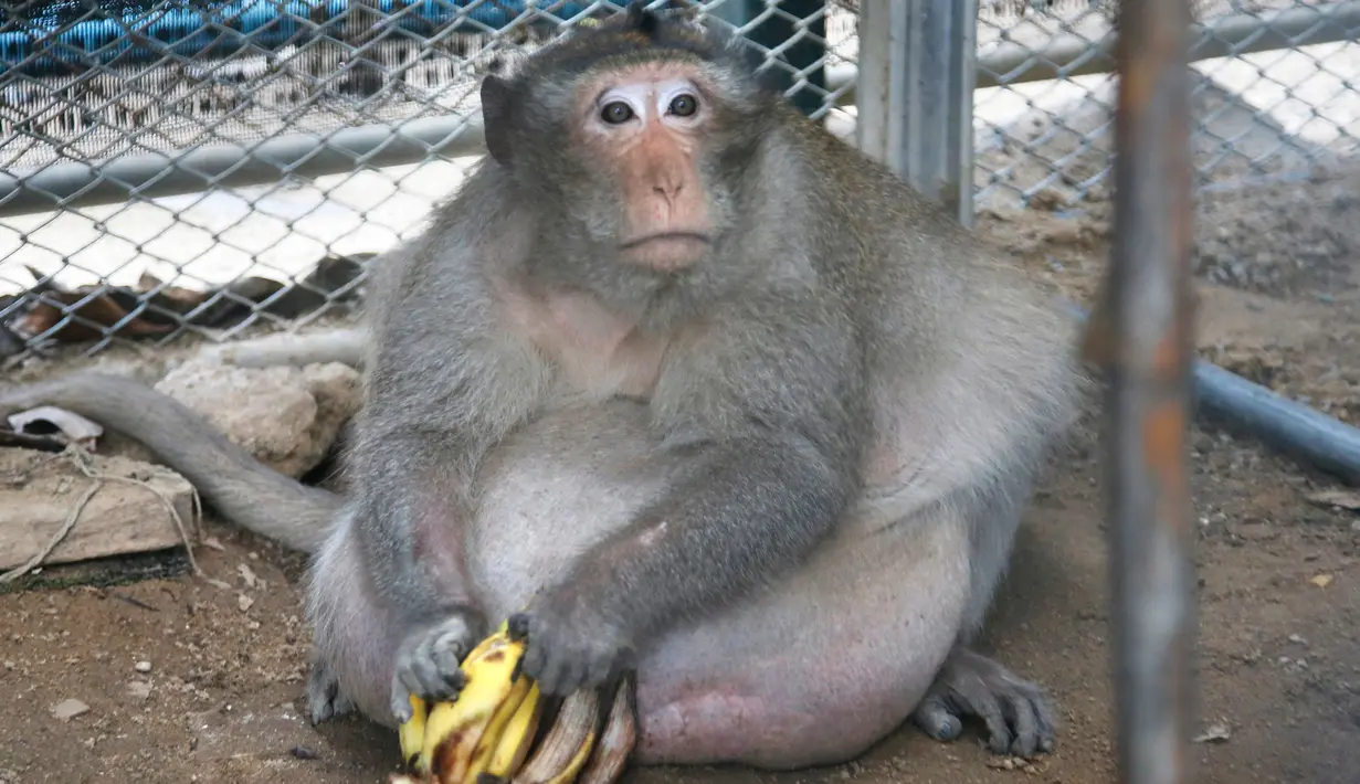 Monyet liar berjulukan Uncle Fat memegang pisang di dalam kandang pusat rehabilitasi kota Bangkok di Thailand, 19 Mei 2017. Petugas pelestarian hewan liar menangkap monyet itu setelah fotonya beredar di media sosial bulan lalu. (AP Photo/Sakchai Lalit)