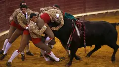 Anggota Ribatejo Forcados beraksi di arena adu banteng Campo Pequeno, Lisbon , Portugal, Kamis (9/7/2015). Forcados adalah olahraga tradisional, dimana peserta berusaha menaklukan banteng menggunakan tangan kosong. (REUTERS/Rafael Marchante)