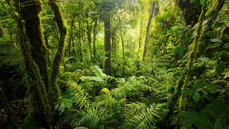 Pertama di Dunia, Hutan Hujan Hidup Dalam Bus Kota Taipei