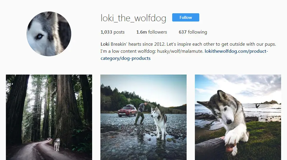 Akun Instagram Loki the Wolfdog (Sumber: Instagram @loki_the_dog)