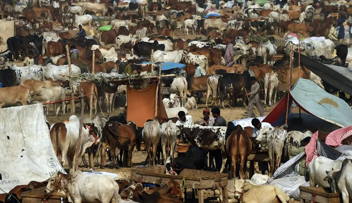 Pedagang memberi makan sapi mereka di pasar ternak yang disiapkan untuk menyambut Idul Adha di Karachi, Pakistan, Senin (14/9/2015). Muslim di seluruh dunia sedang mempersiapkan untuk menyambut datangnya Hari Raya Idul Adha. (AFP PHOTO/RIZWAN Tabassum)