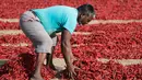 Seorang pria India menyortir cabai merah di sebuah lahan pertanian di Desa Shertha, dekat Gandhinagar, 25 Maret 2018. Ribuan cabai menciptakan karpet yang menakjubkan berwarna merah. (AP Photo/Ajit Solanki)