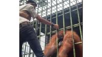Tangkapan layar video viral pria ditarik orangutan di Kebun Binatang Kasang Kulim setelah nekat melewati batas aman demi buat konten. (Liputan6.com/Istimewa)