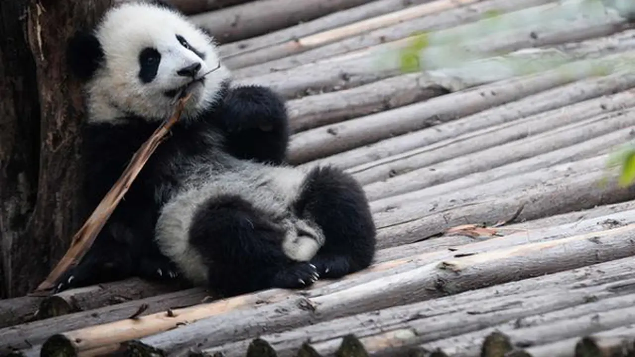 Jaga Panda, Dapat Gaji Rp 400 Juta Pertahun