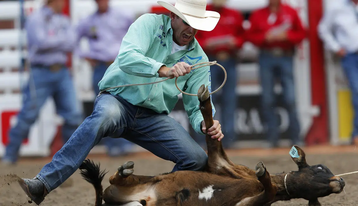Aksi Para Koboi di Festival Rodeo Calgary Stampede - Foto Liputan6.com