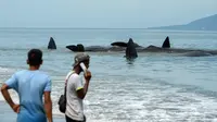 Pria melihat sembilan Paus Sperma yang terdampar di Pantai Ujung Kareng, Aceh Besar, Aceh, Senin (13/11). Paus tersebut ditemukan pertama kali warga dan nelayan setempat pada pukul 09.30 WIB. (AFP Photo/Chaideer Mahyuddin)