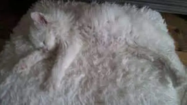 6 Tingkah Kucing Putih Saat Berkamuflase, Sulit Ditemukan