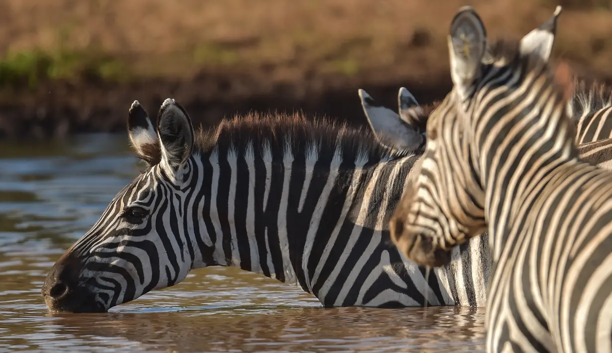 Kawanan zebra minum dari lubang air yang terletak di Taman Nasional Amboseli, Kenya, 21 Juni 2018. Diperkirakan terdapat sekitar 400 spesies burung dan 47 jenis hewan liar di taman nasional ini. (AFP/TONY KARUMBA)