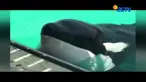 Paus pembunuh bernama Wikie ini dapat berbicara layaknya manusia.