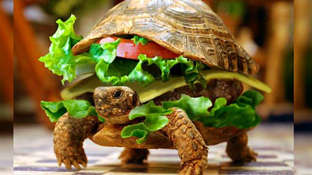 Kura-kura, Makanan Komunitas Qesem di Israel sampai Tiongkok - Global  Liputan6.com