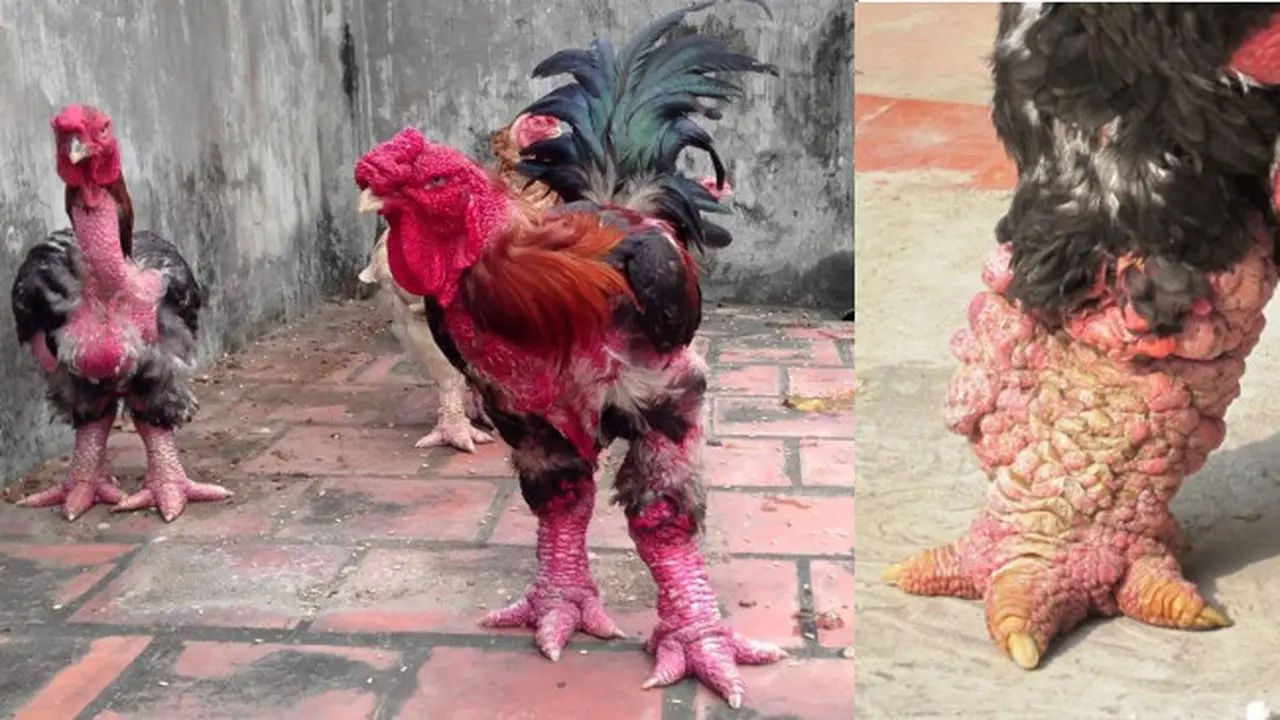 Ayam Kaki Gajah yang Populer di Vietnam