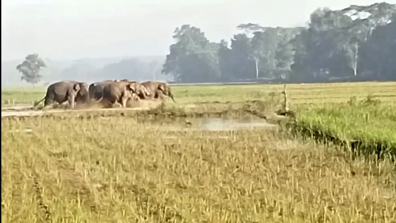Tangkapan layar rekaman video amatir saat kawanan gajah liar dari Taman Nasional Way Kambas memasuki perkebunan milik warga di Lampung Timur. Foto : (Istimewa).
