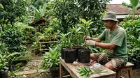 Cara Stek Alpukat yang Benar agar Cepat Berakar dan Tumbuh Subur