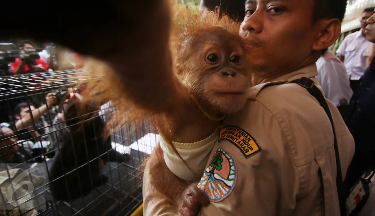 Seekor anak orangutan diperlihatkan petugas saat rilis barang bukti dugaan tindak pidana di bidang Konservasi Sumber Daya Alam (KSDA) hayati dan ekosistemnya di Polda Metro Jaya, Jakarta, Selasa (4/4). (Liputan6.com/ Immanuel Antonius)