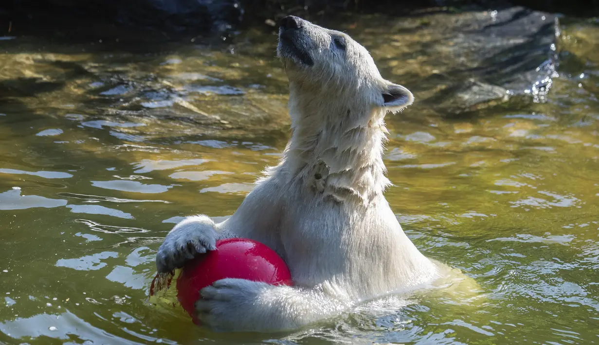 Hertha si beruang kutub bermain dengan bolanya saat suhu mencapai lebih dari 30 derajat Celcius  di kebun binatang Tierpark di Berlin, Jerman (26/7/2019). Rekor suhu terpanas baru tercatat di berbagai penjuru Eropa termasuk Jerman sewaktu gelombang panas melanda benua tersebut. (AFP Photo/John Macdo