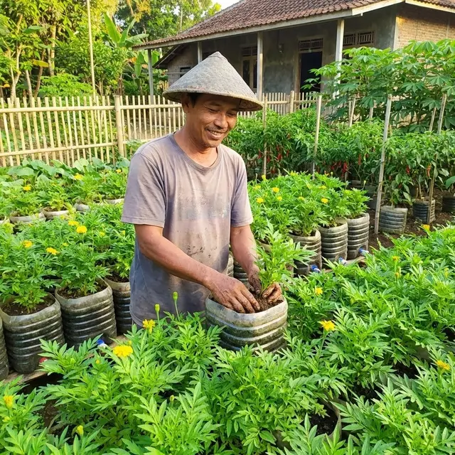 Cara Menanam Kenikir di Galon Bekas