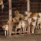 Jika Korea Selatan Masih Siksa Anjing maka Olimpiade Taruhannya