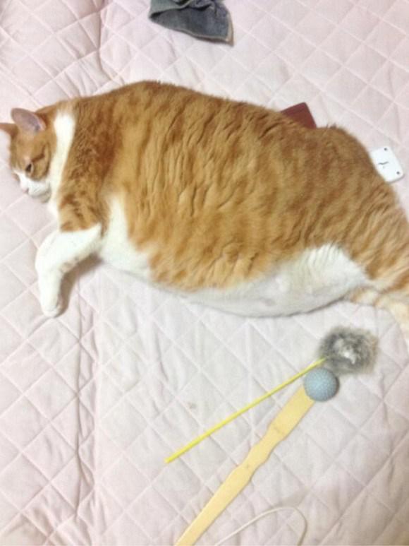 Kintoki sekarang | Photo copyright ROcketnews24.com