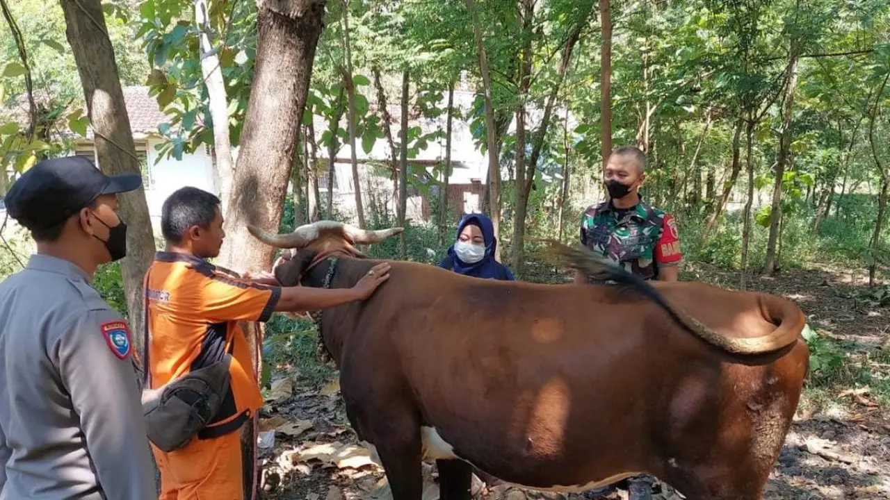 Proses vaksinasi PMK tahap Pertama di Kabupaten Probolinggo (Istimewa)