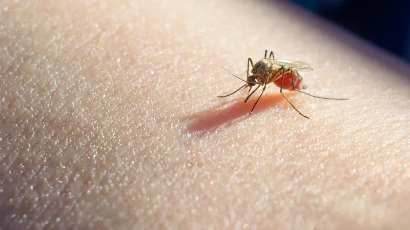 Waspada Penyakit Malaria Jika Muncul 3 Gejala Ini  (Alexander Penyushkin/Shutterstock)