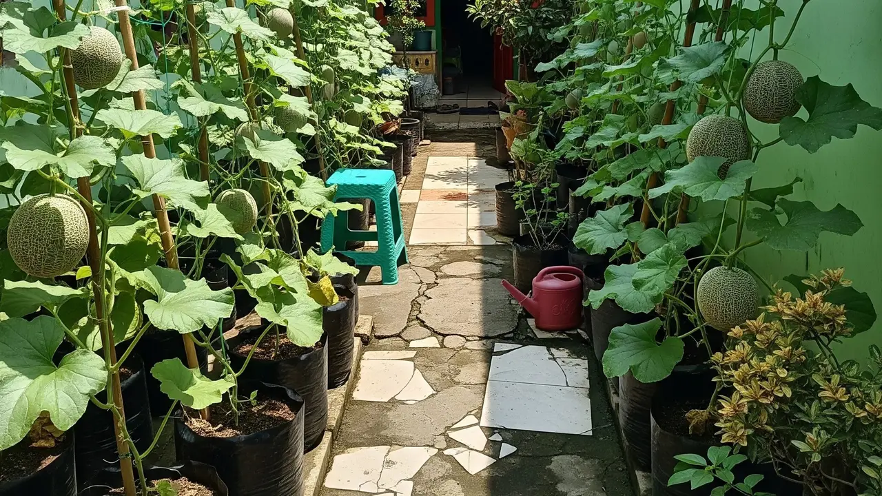 6 Tips Melon Cepat Besar Meski Ditanam di Polybag, Panen Melimpah di Rumah