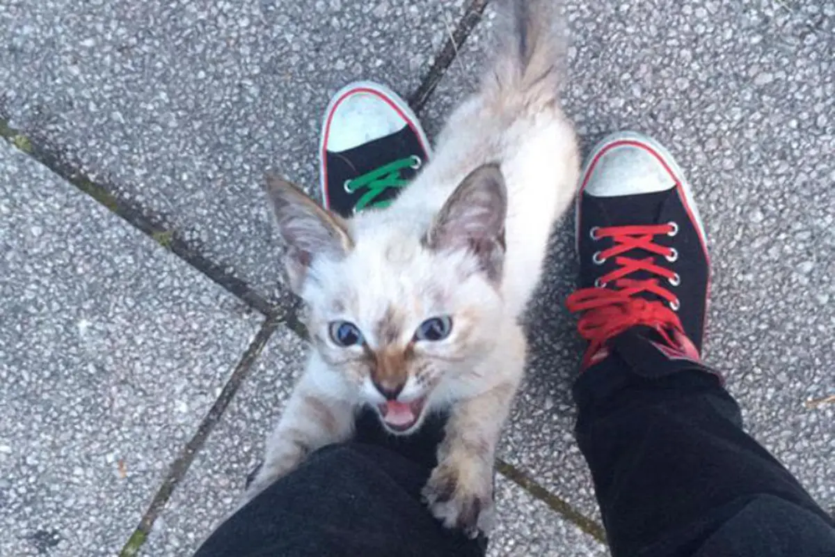 Cinta Pandangan Pertama Antara Kucing dan Manusia Itu Nyata
