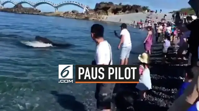 Paus pilot tiba-tiba muncul di Pantai Taitung Taiwan. Peristiwa ini mengejutkan para pengunjung yang sedang berkerumun di pinggir pantai.