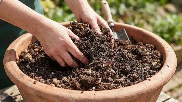 Cara Menanam Pare dalam Pot agar Buahnya Tidak Pahit Berlebihan